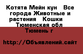 Котята Мейн кун - Все города Животные и растения » Кошки   . Тюменская обл.,Тюмень г.